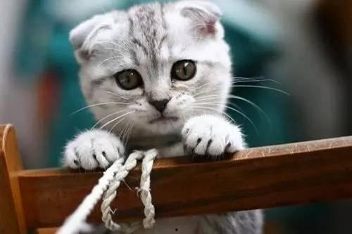 娱乐吃瓜君七七折耳猫