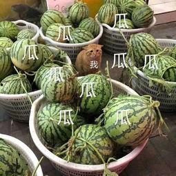 娱乐性的瓜怎么吃